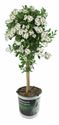 Afbeelding van KP19 Solanum  stam rantonetti Charles White